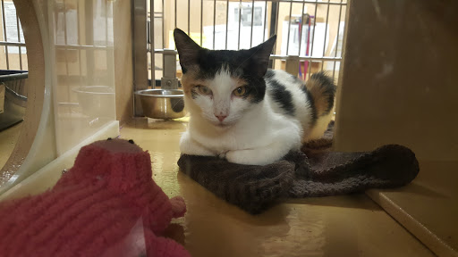 Pet Supply Store «PetSmart», reviews and photos, 2631 Beene Blvd, Bossier City, LA 71111, USA