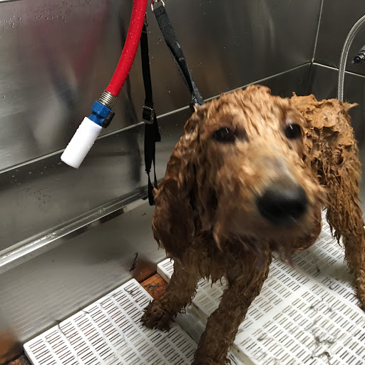 Pet Groomer «Spoiled Petz Pet Store and Grooming», reviews and photos, 12030 Donner Pass Rd #1, Truckee, CA 96161, USA