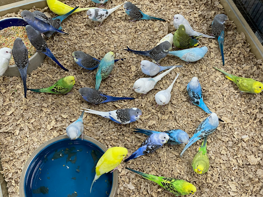 Pet Store «Petland», reviews and photos, 1514 Stonecreek Dr, Pickerington, OH 43147, USA