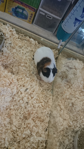 Pet Store «Best Pets», reviews and photos, 725 Hickey Blvd, Pacifica, CA 94044, USA
