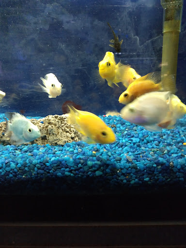 Pet Store «Critter Pet Shop», reviews and photos, 19309 Ecorse Rd, Allen Park, MI 48101, USA