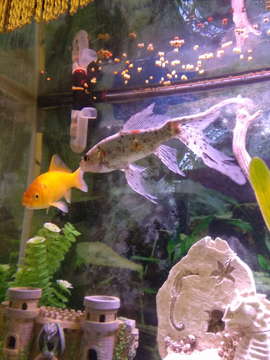 Pet Store «Pet Resources», reviews and photos, 814 Westchester Ave, Bronx, NY 10455, USA