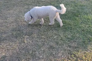 Oxley Dog Park image