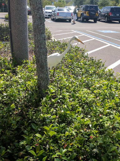 Grocery Store «Winn-Dixie», reviews and photos, 1171 S Pinellas Ave, Tarpon Springs, FL 34689, USA