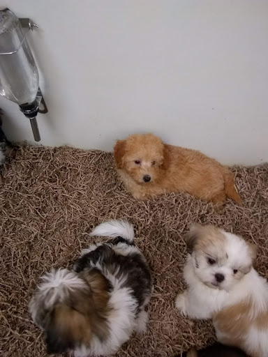 Dog Breeder «Playful Pets», reviews and photos, 115 Ridge Pike, Conshohocken, PA 19428, USA