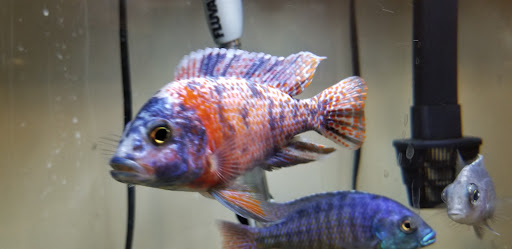 Pet Supply Store «Live Fish Direct .com», reviews and photos, 12270 700 E, Draper, UT 84020, USA