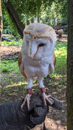 Kent Owl Academy - Maidstone