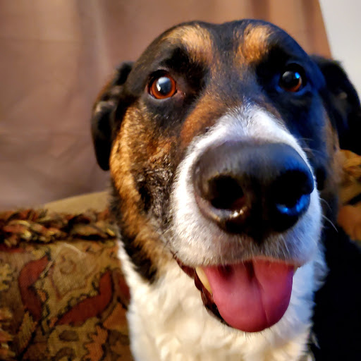 El Paso Veterinary Hospital in Pershing Government Hill, El Paso