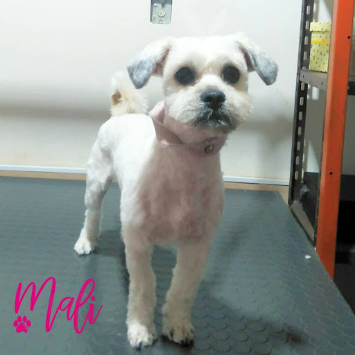 Mali Peluquería Canina