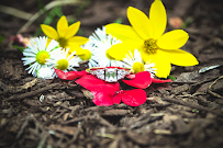 AntFelici Photography - Photo 2 - Car repair in , New Haven