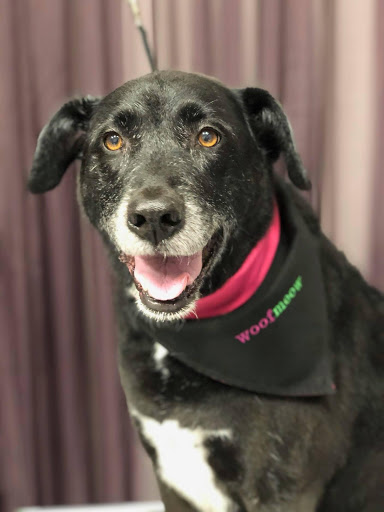 Pet Store «Woofmeow Family Pet Center», reviews and photos, 19 Manchester Rd Suite A, Derry, NH 03038, USA