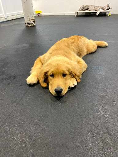 Pet Store «Bark Life Market», reviews and photos, 11220 Park Blvd N, Seminole, FL 33772, USA