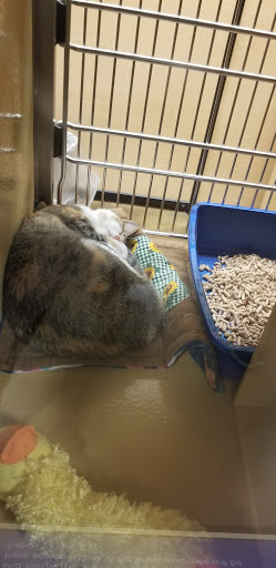 Pet Supply Store «PetSmart», reviews and photos, 10309 156th St E, Puyallup, WA 98373, USA