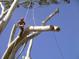 Rizikové kácení stromů - Tomáš Mauer
