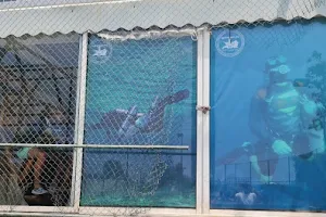 Amphibians Lebanon Dive Center image