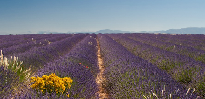 CAP SUD ELEC à Roquebrune-sur-Argens