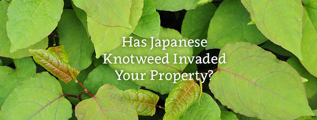 Reviews of Knotweed Help - Japanese Knotweed Solicitors in Liverpool - Attorney