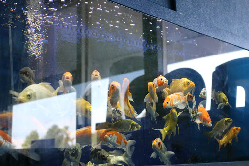 Tropical Fish Store «BB Fish and Pets», reviews and photos, 9226 Cypress Creek Pkwy, Houston, TX 77064, USA