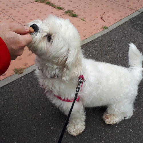 Sniffs and Giggles Dog Walking and Dog Training Services - Hull