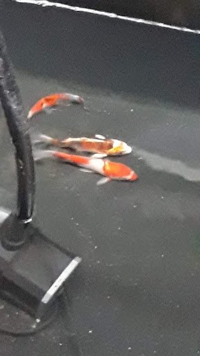 Tropical Fish Store «Tropi-Quatics Pet Center», reviews and photos, 337 S Main St, Lombard, IL 60148, USA