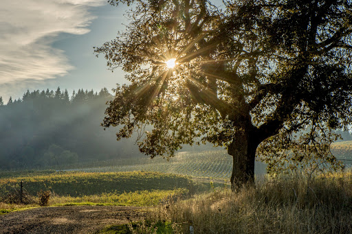 Winery «Benton-Lane Winery», reviews and photos, 23924 Territorial Rd, Monroe, OR 97456, USA