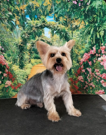 Oh My Dog Peluqueria Canina — Peluquer├¡as caninas en Roquetas de Mar