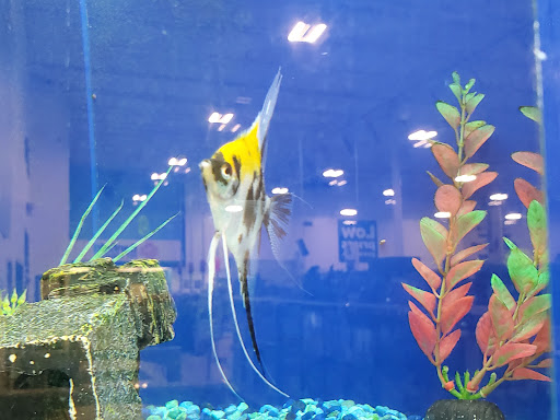 Pet Supply Store «PetSmart», reviews and photos, 1236 Greenbrier Pkwy, Chesapeake, VA 23320, USA