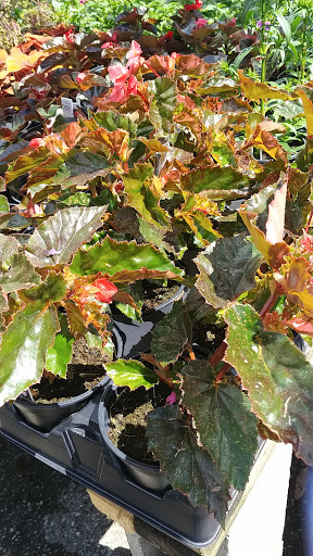 Produce Market «Iroquois Fruit Market», reviews and photos, 5405 New Cut Rd, Louisville, KY 40214, USA