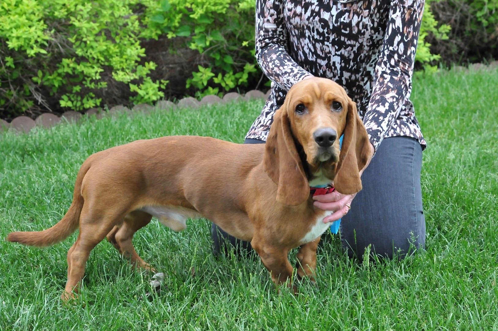 Guardian Angel Basset Rescue