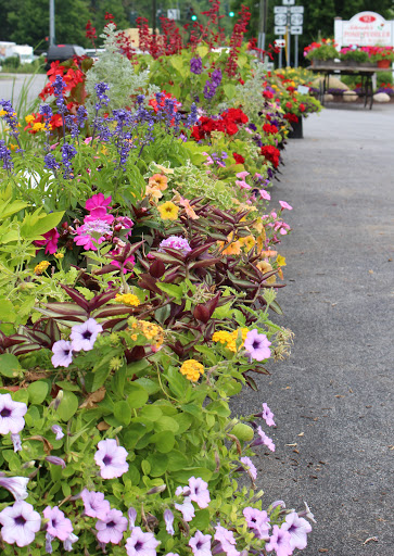 Florist «The Posie Peddler», reviews and photos, 92 West Ave, Saratoga Springs, NY 12866, USA