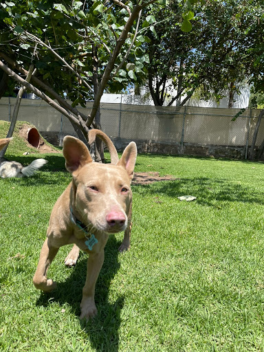 Residencias para perros Guadalajara
