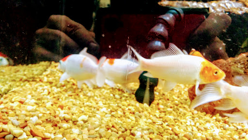 Pet Supply Store «Petco Animal Supplies», reviews and photos, 1621 Emmet St N, Charlottesville, VA 22901, USA