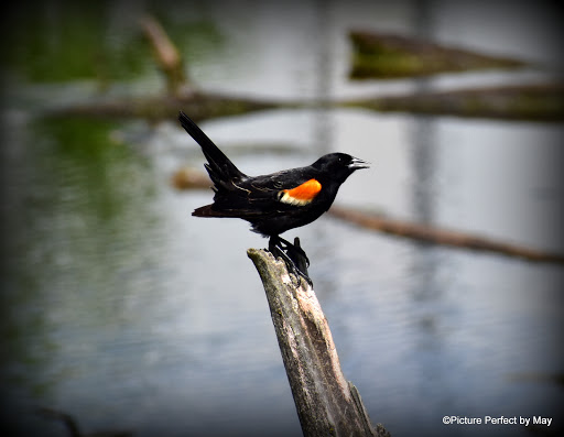 Nature Preserve «Pine Bend Bluffs Scientific and Natural Area (SNA)», reviews and photos, 111th St E, Inver Grove Heights, MN 55077, USA