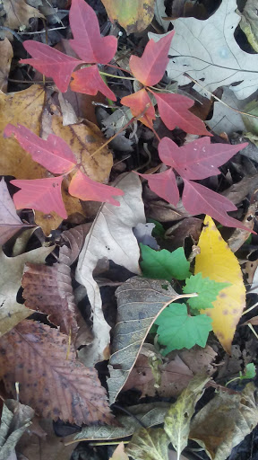 Golf Course «Edgebrook Golf Course», reviews and photos, 6100 N Central Ave, Chicago, IL 60646, USA