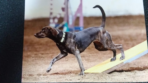 Pet Groomer «B-I-S Pet Grooming», reviews and photos, 5670 Main St, Springfield, OR 97478, USA