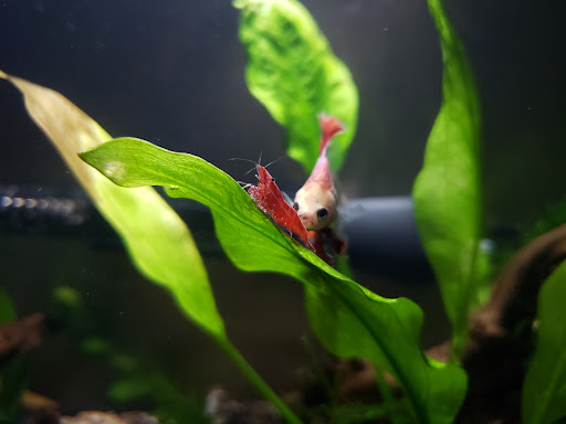 Pet Store «Exotic Fish», reviews and photos, 406 Northside Dr # F, Valdosta, GA 31602, USA