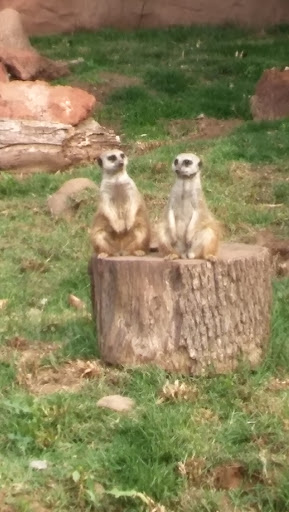 Wildlife Park «Prairie Dog Town», reviews and photos, MacKenzie Park Rd, Lubbock, TX 79401, USA