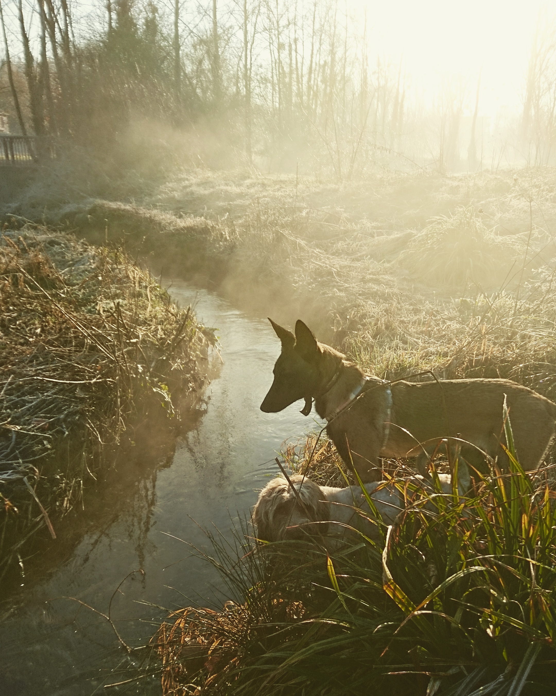 Photo n° 3 de l'avis de Selkie.' fait le 23/02/2019 à 08:38