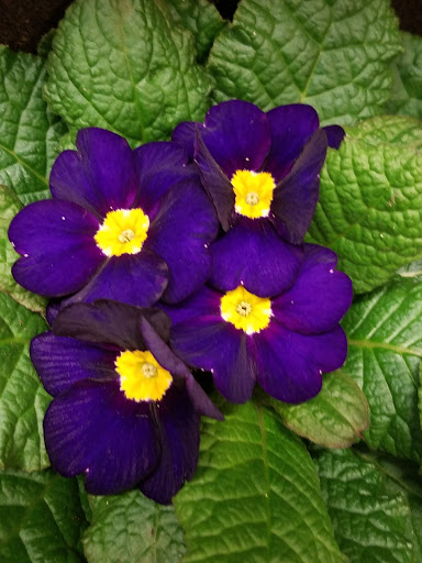 Grocery Store «Stop & Shop», reviews and photos, 25 Old Kings Hwy N, Darien, CT 06820, USA