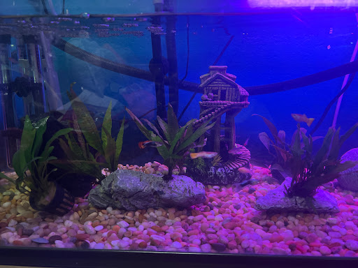 Tropical Fish Store «C K Fish World», reviews and photos, 410 N Azusa Ave, West Covina, CA 91791, USA