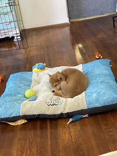 Pet Store «Petland», reviews and photos, 10289 Ulmerton Rd, Largo, FL 33771, USA