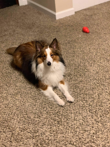 Pet Supply Store «PetSmart», reviews and photos, 2028 Miamisburg Centerville Rd, Dayton, OH 45459, USA