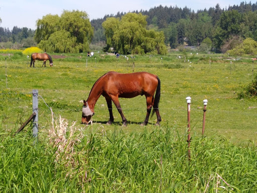 Winery «Chateau Ste. Michelle Winery», reviews and photos, 14111 NE 145th St, Woodinville, WA 98072, USA