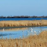 Photo n° 44 de l'avis de Hippolyte.a fait le 20/02/2023 à 09:48 pour Parc Ornithologique du Pont de Gau à Saintes-Maries-de-la-Mer
