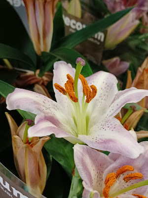 HYplante à Paris