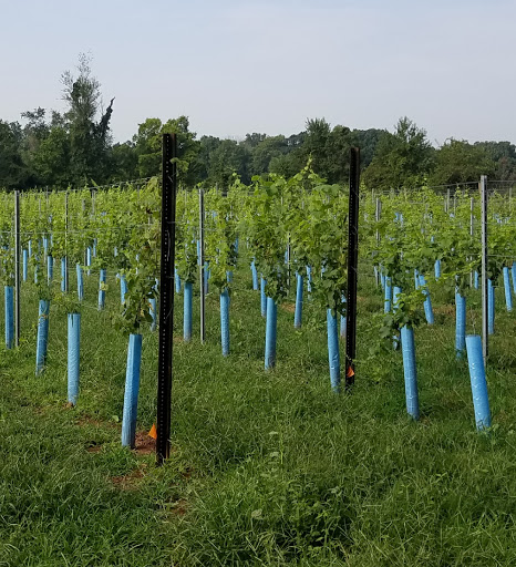 Winery «Rocklands Farm», reviews and photos, 14525 Montevideo Rd, Poolesville, MD 20837, USA