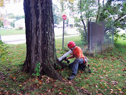 Arboreal Tree Care