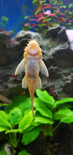 Pet Supply Store «Pet Supermarket, Inc.», reviews and photos, 1052 Peachtree Industrial Blvd, Suwanee, GA 30024, USA