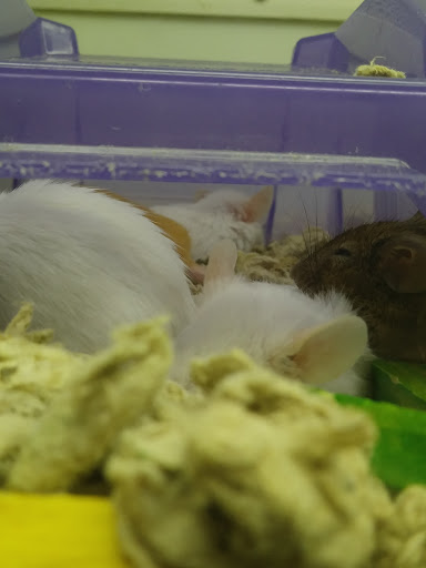 Pet Supply Store «Petco Animal Supplies», reviews and photos, 205 Washington St #11, Hudson, MA 01749, USA