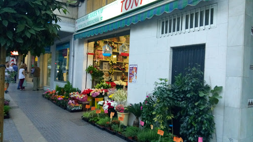 Plantas Toñi